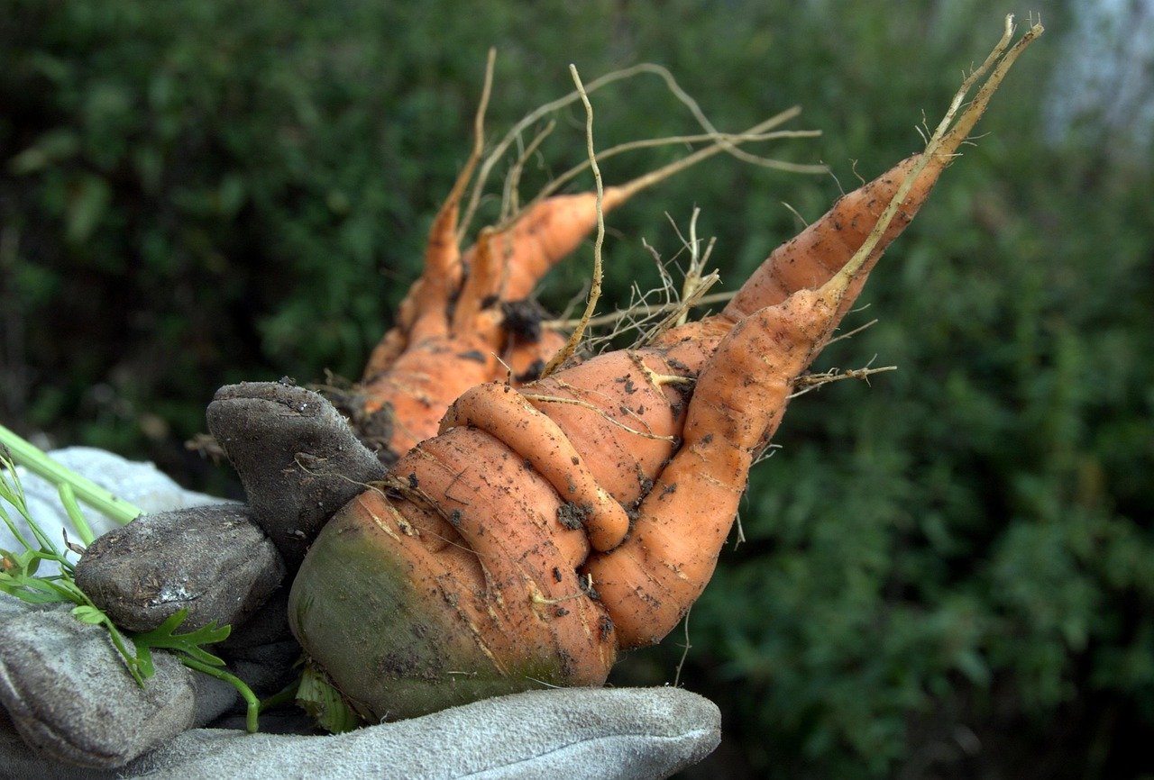 carrot, nature, vegetables, garden, crops, summer, green