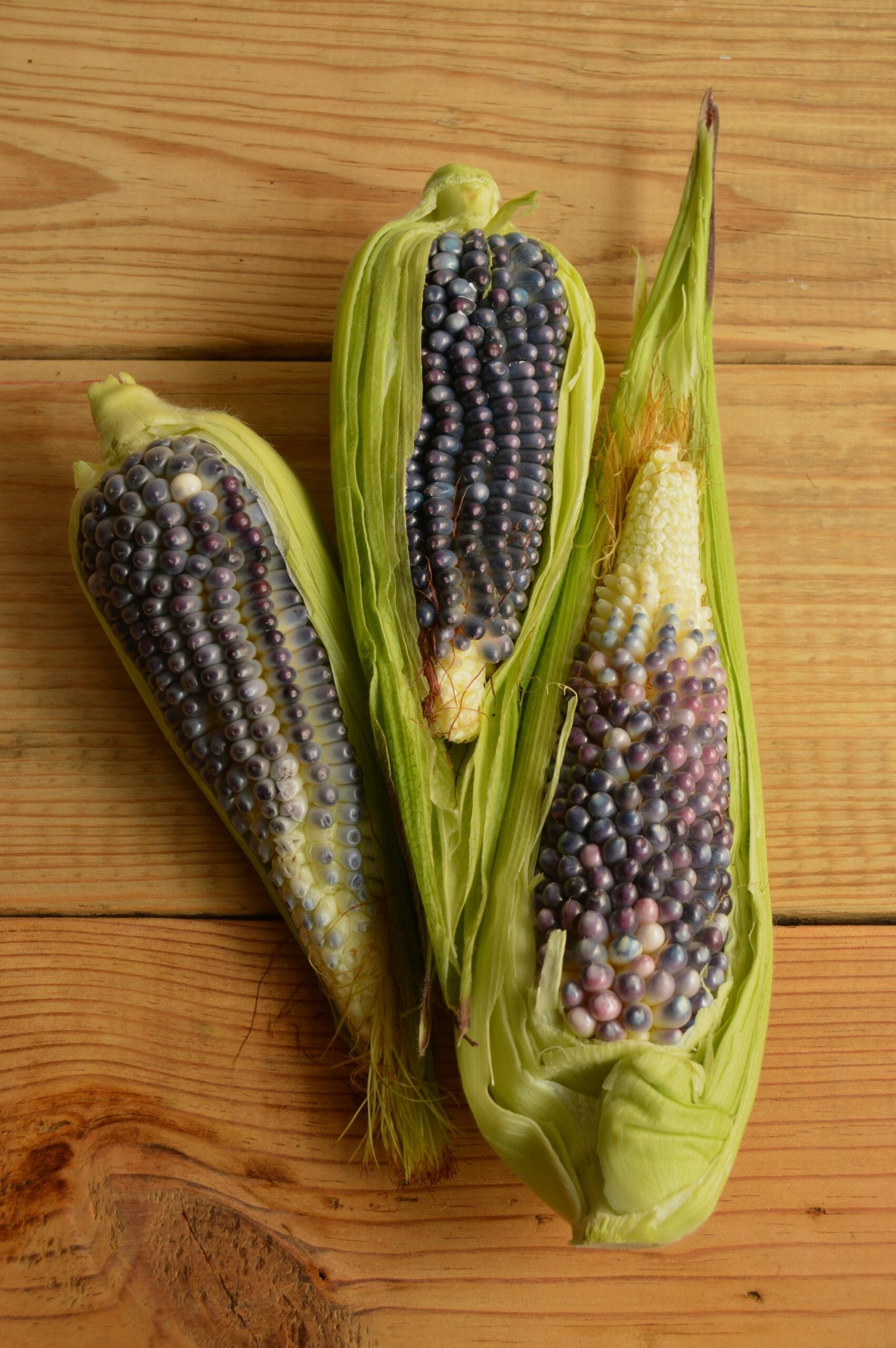 Close-up of multicolored Indian corn cobs on wooden background, showcasing natural beauty and organic farming.