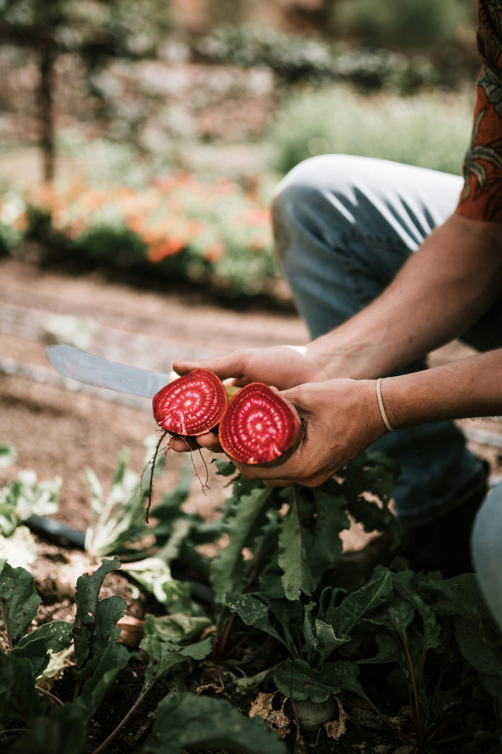 A farmer cutting fresh organic beetroot in the garden on a sunny day, highlighting healthy lifestyle and farming.